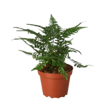 Pet-Safe Trio - 3 Live Houseplants