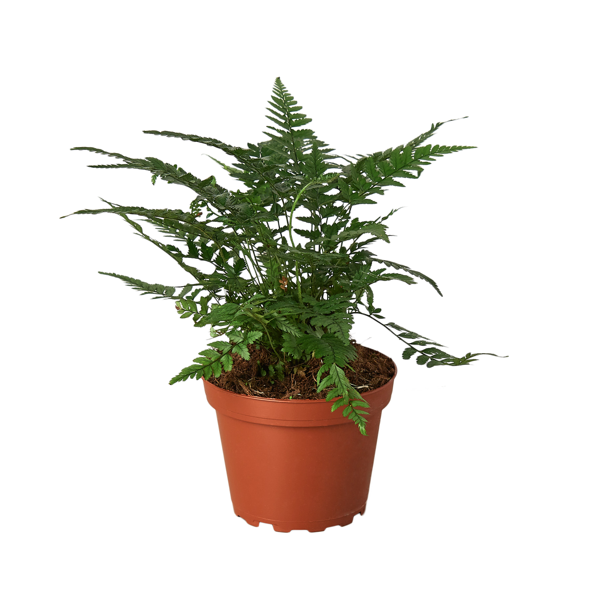 'Korean Rock' Fern - part of the Pet-Safe Trio
