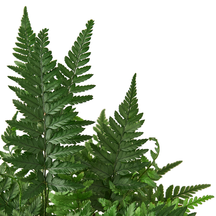 'Korean Rock' Fern - photo 2