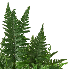 'Korean Rock' Fern - photo 2