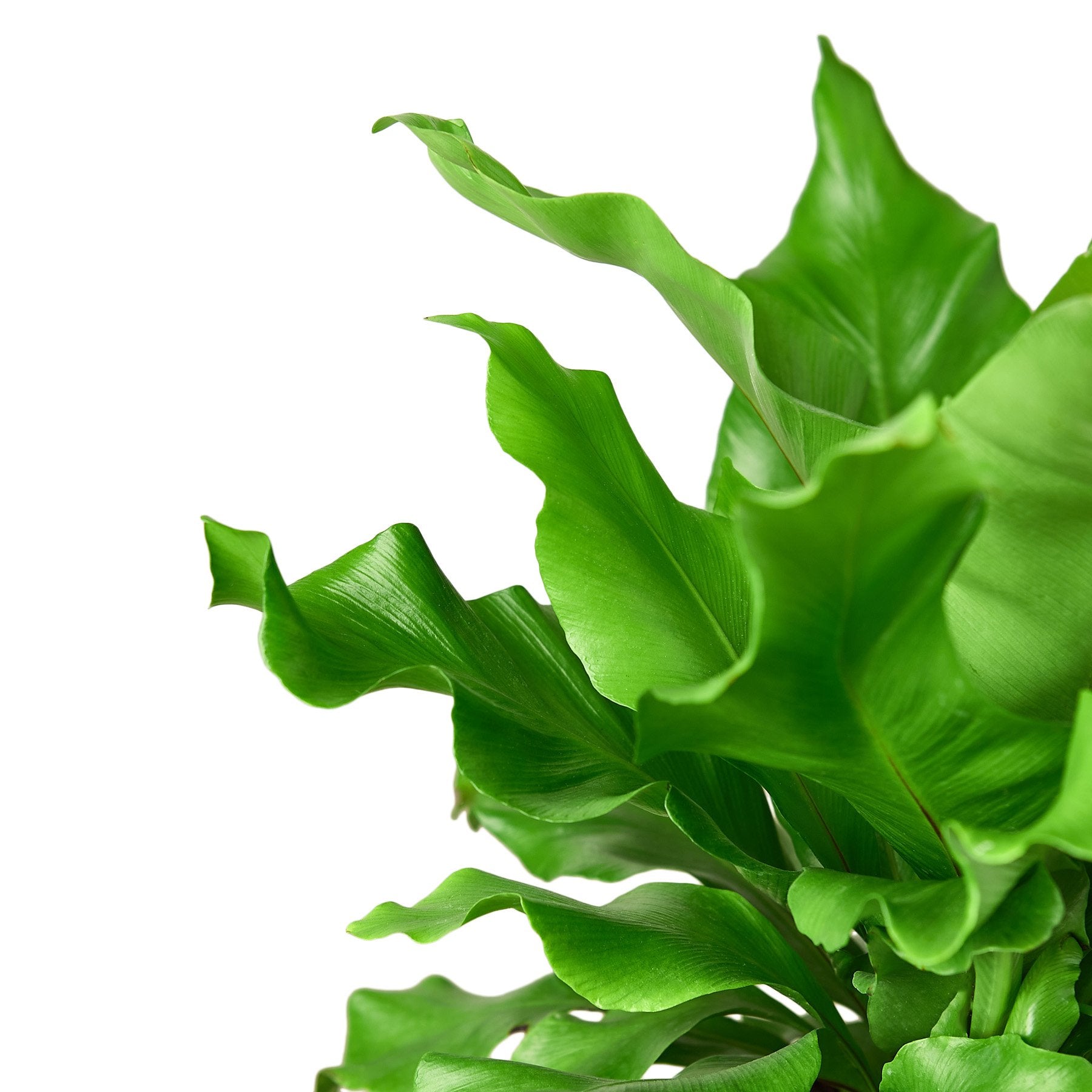 Bird's Nest 'Nidus' Fern - photo 2