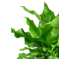 Bird's Nest 'Nidus' Fern - photo 2