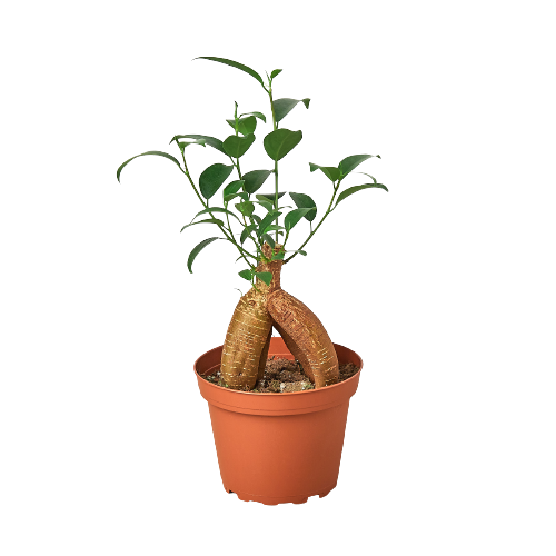 Easy Care Trio - 3 Live Houseplants for Beginners