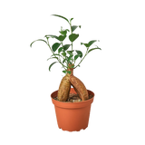 Easy Care Trio - 3 Live Houseplants for Beginners