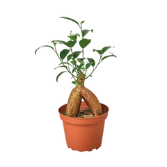 Easy Care Trio - 3 Live Houseplants for Beginners