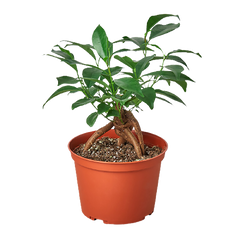 Ficus 'Ginseng'