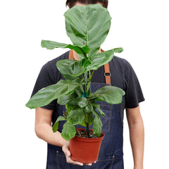 Ficus Lyrata 'Fiddle Leaf Fig' - photo 3
