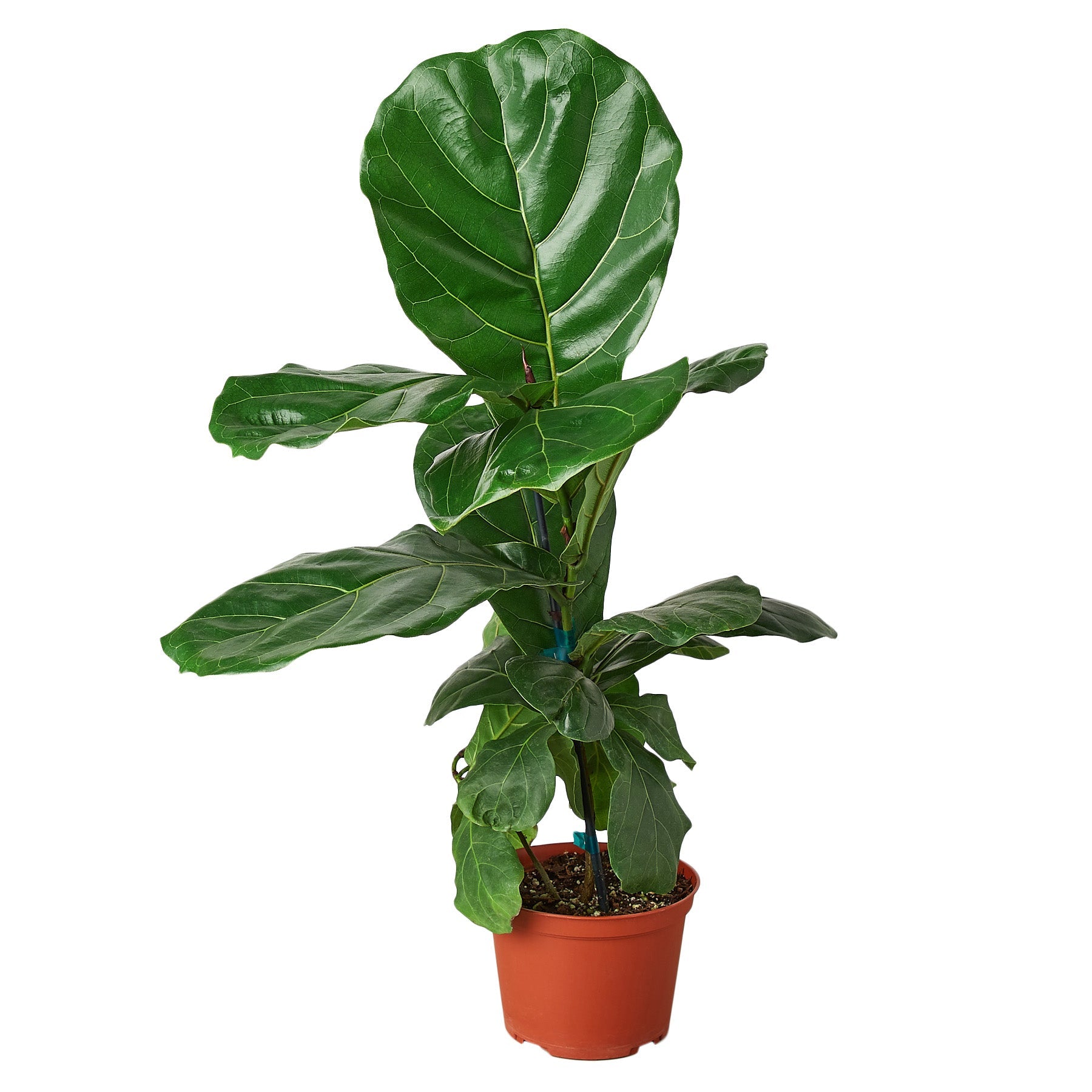 Ficus Lyrata 'Fiddle Leaf Fig' live houseplant