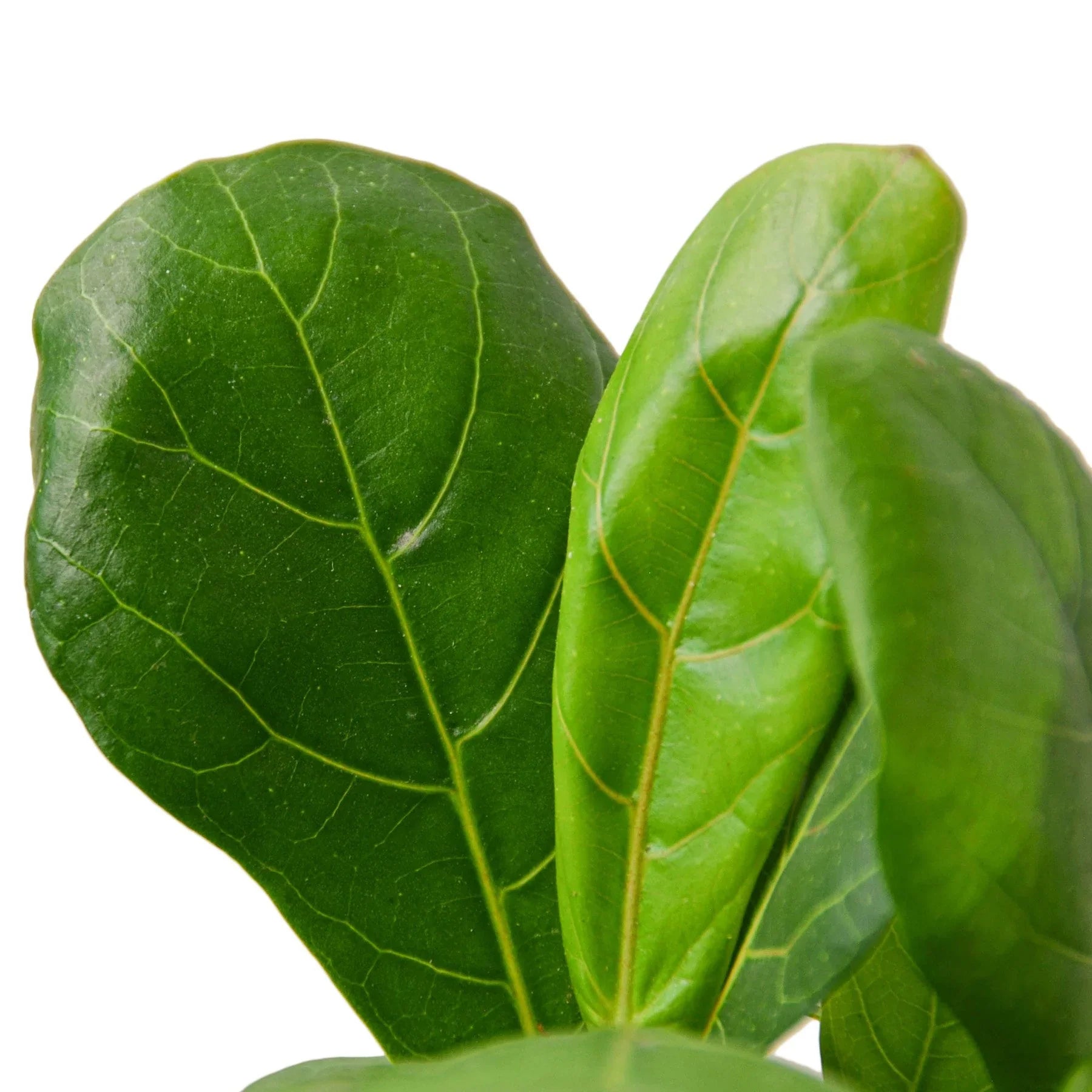 Ficus Lyrata 'Fiddle Leaf Fig' - photo 5