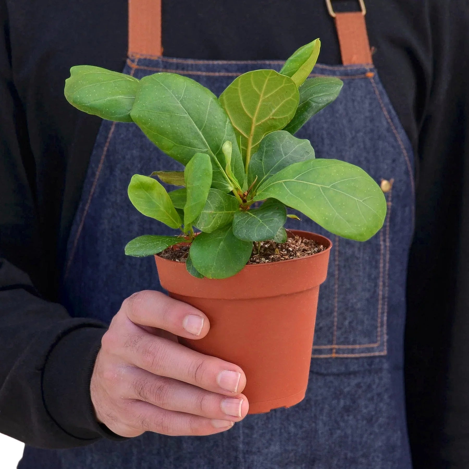 Ficus Lyrata 'Fiddle Leaf Fig' - photo 6