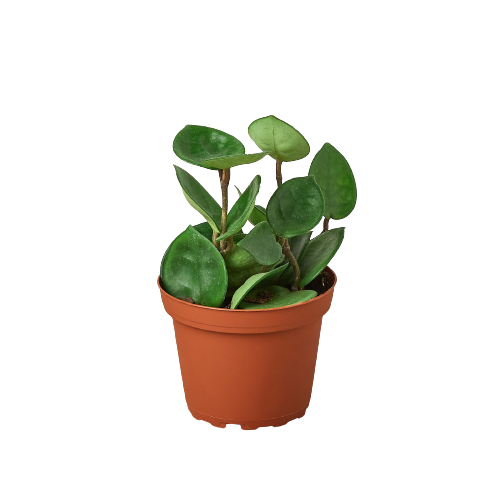 Hoya Carnosa 'Chelsea' live houseplant