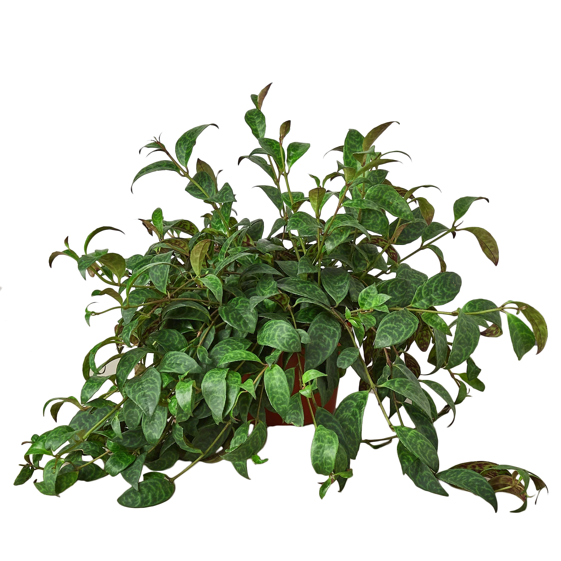 Lipstick Plant - photo 4