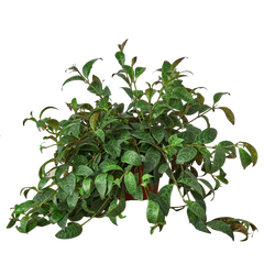 Lipstick Plant - photo 4