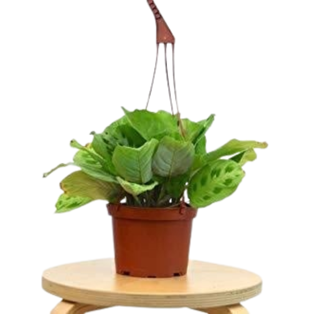 Maranta 'Leuconeura' - 6" Pot live houseplant