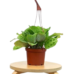 Maranta 'Leuconeura' - 6" Pot live houseplant
