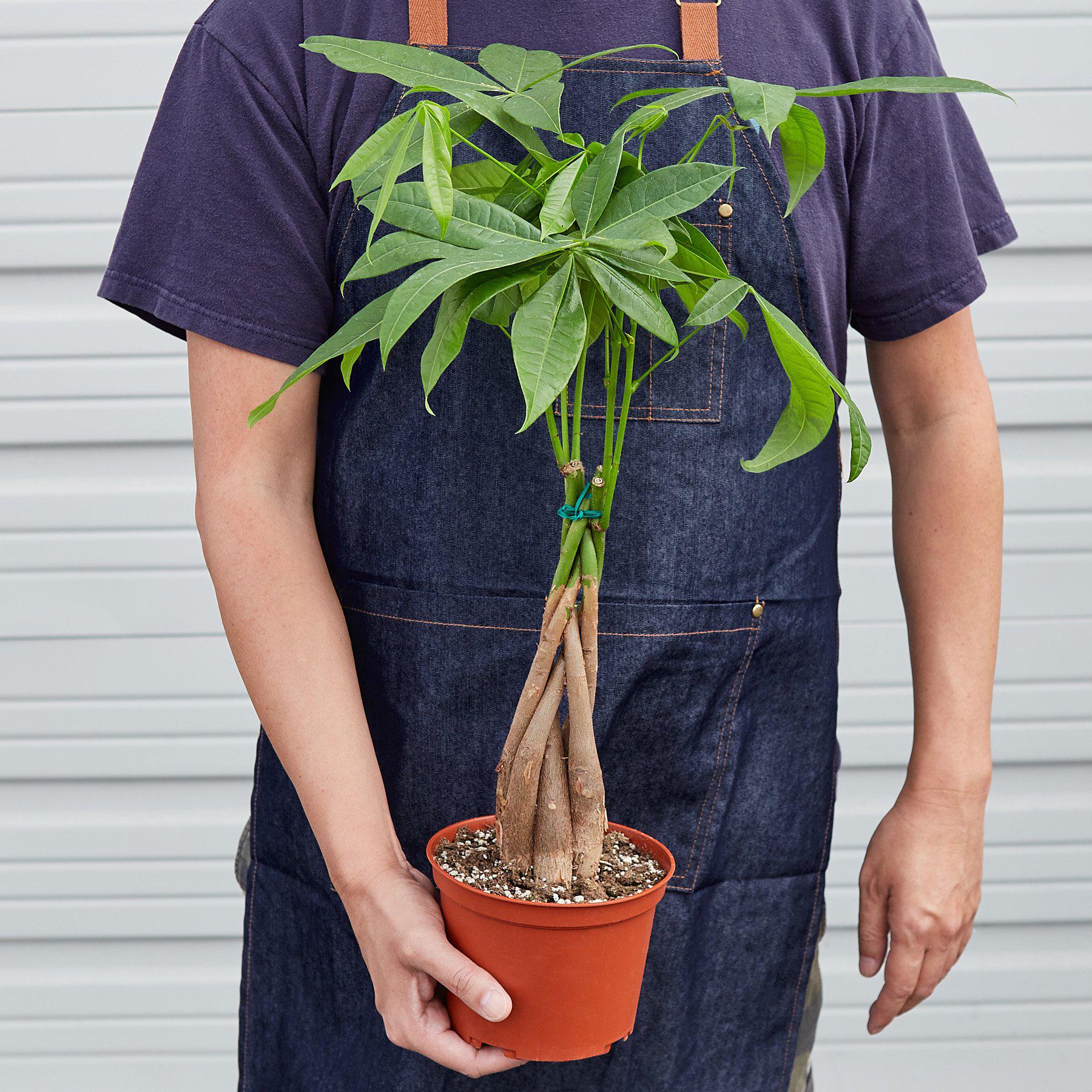 Money Tree 'Guiana Chestnut' Pachira Braid - photo 5
