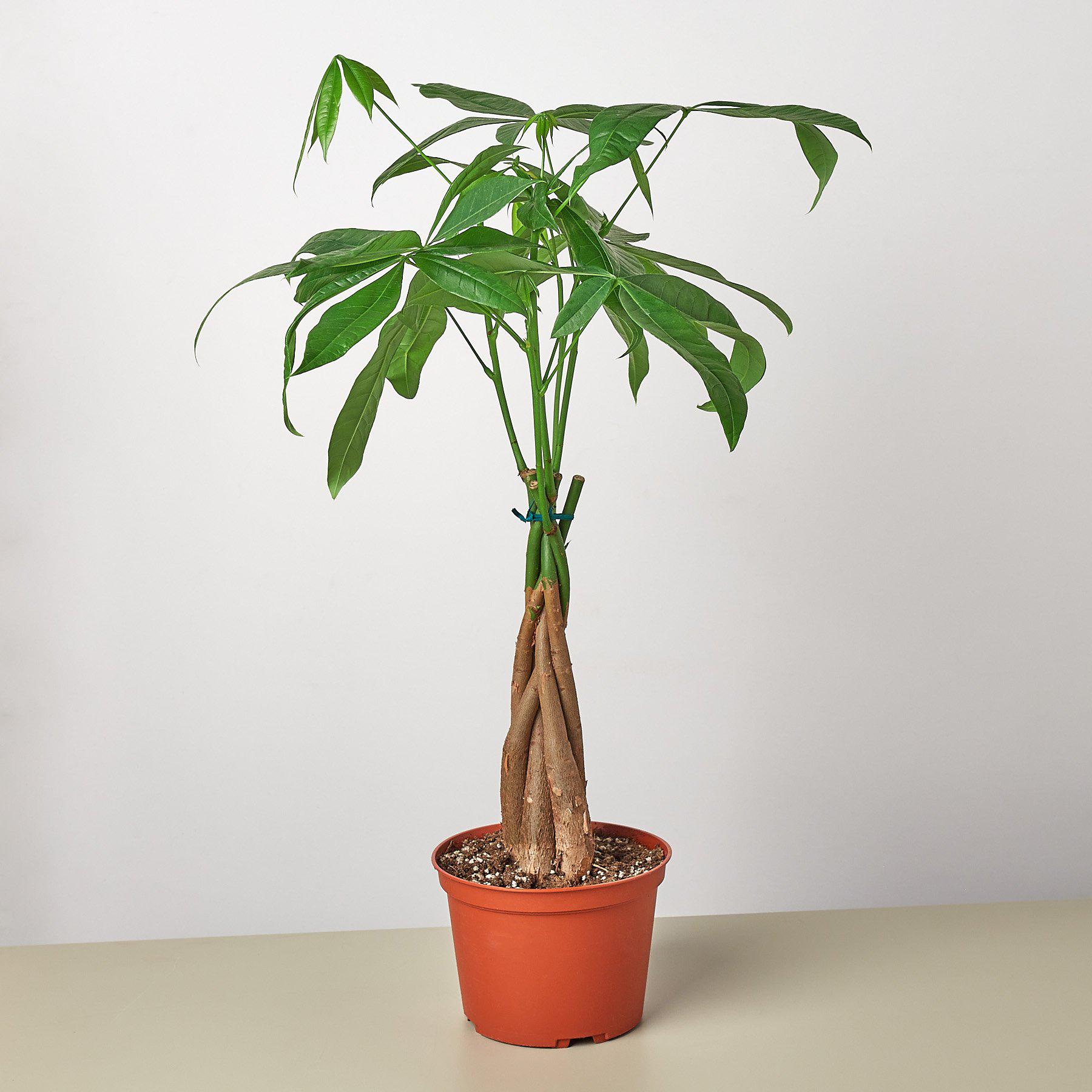 Money Tree 'Guiana Chestnut' Pachira Braid - photo 4