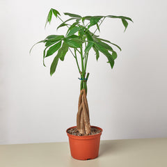 Money Tree 'Guiana Chestnut' Pachira Braid - photo 4