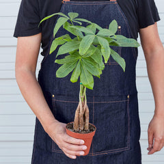 Money Tree 'Guiana Chestnut' Pachira Braid - photo 3