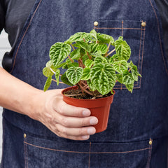Peperomia 'Ripple' - photo 3
