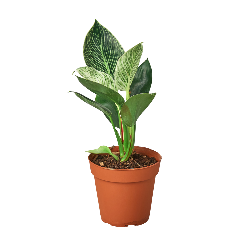 Philodendron 'Birkin' live houseplant