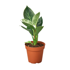 Philodendron 'Birkin' live houseplant