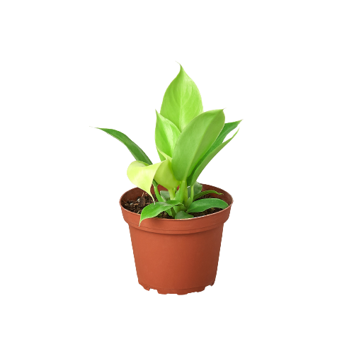 Philodendron 'Moonlight' live houseplant