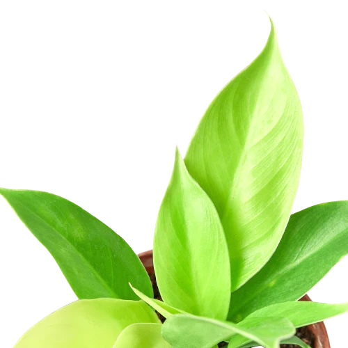 Philodendron 'Moonlight' - photo 2
