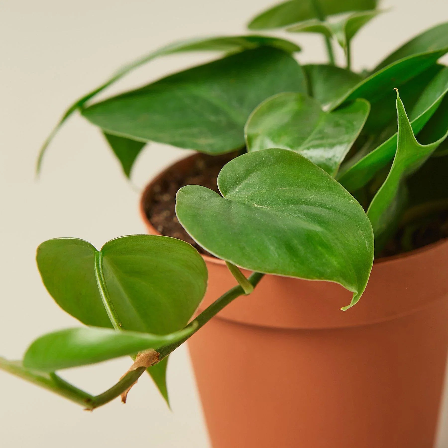 Philodendron Cordatum Heartleaf - photo 2