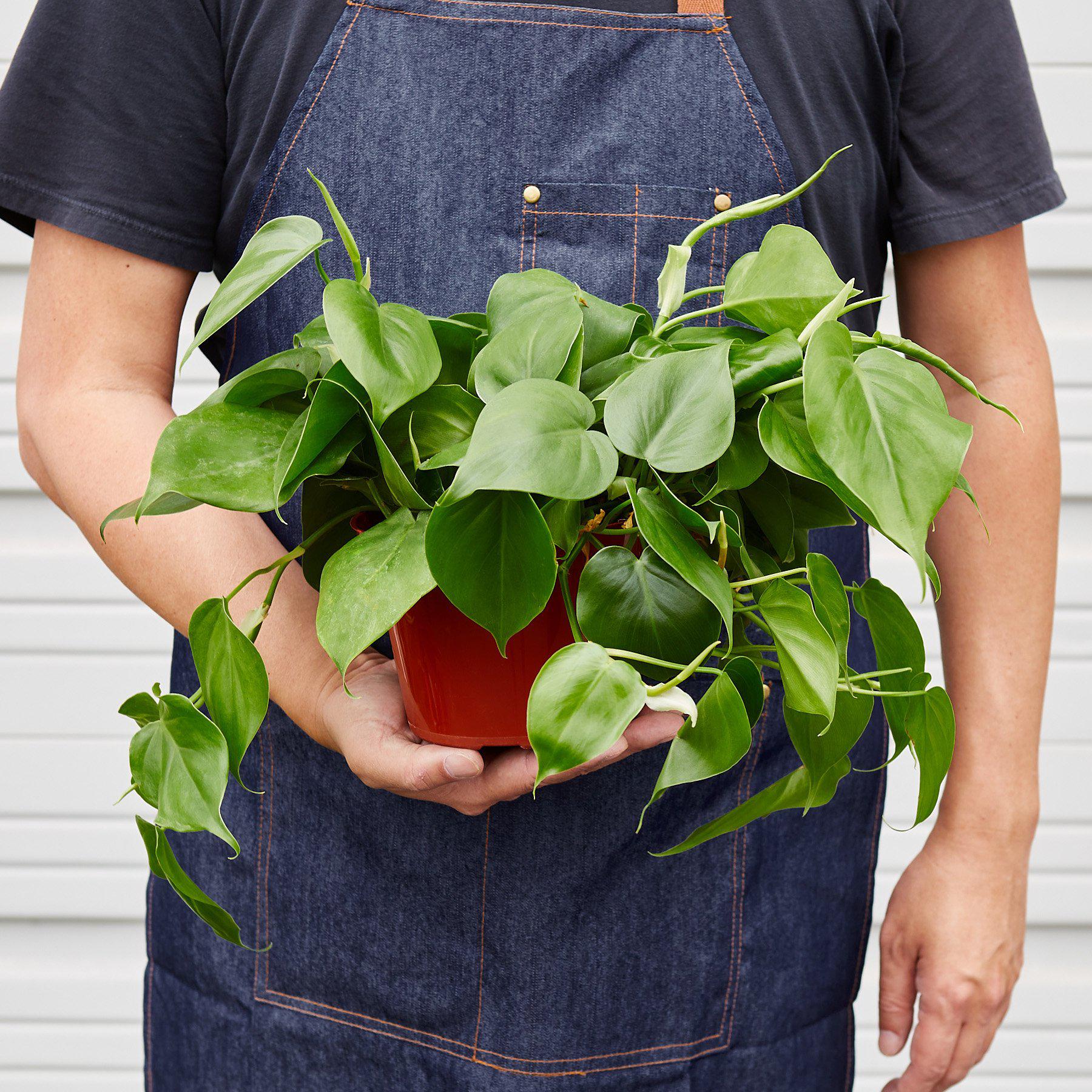 Philodendron Cordatum Heartleaf - photo 5