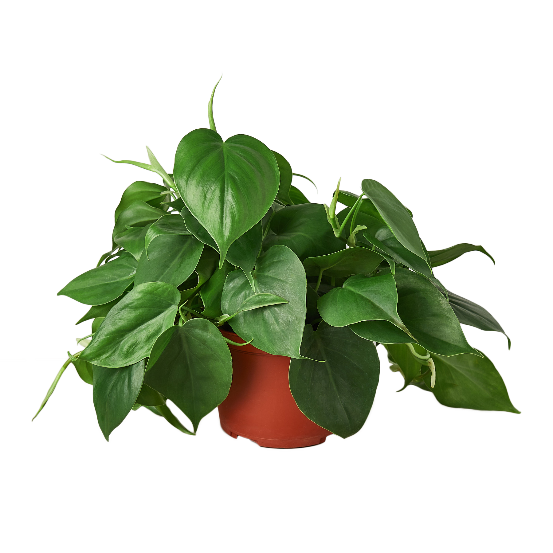 Philodendron Cordatum Heartleaf - photo 4