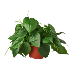 Philodendron Cordatum Heartleaf - photo 4