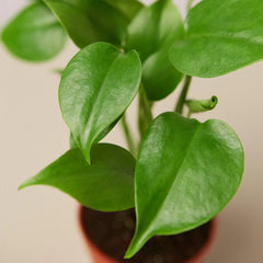 Philodendron Monstera Split-Leaf - photo 2