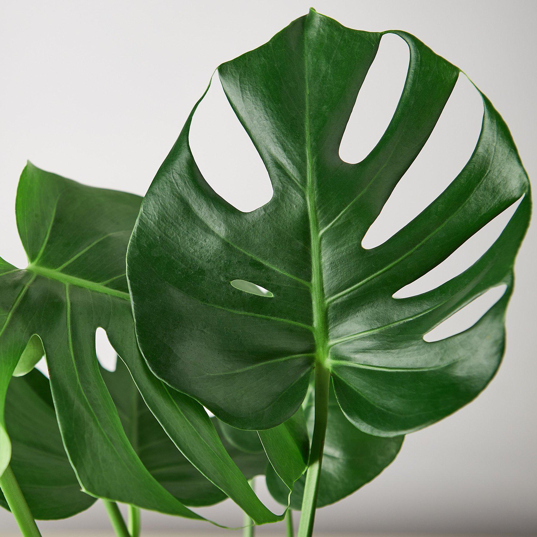 Monstera 'Split-Leaf' - photo 2