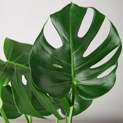 Philodendron Monstera Split-Leaf - photo 4