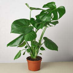 Monstera 'Split-Leaf' - photo 4