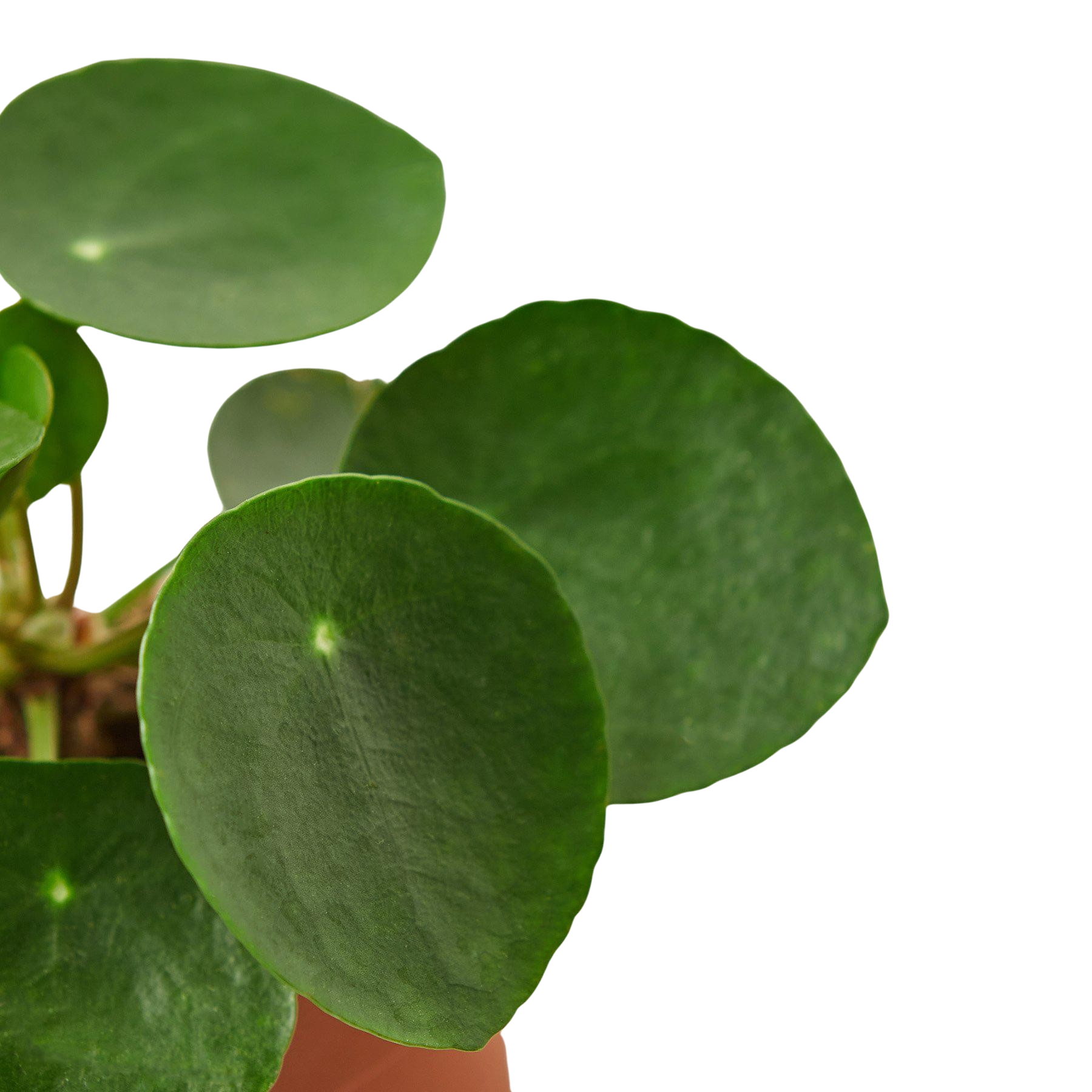 Pilea Peperomioides 'Chinese Money' - photo 3