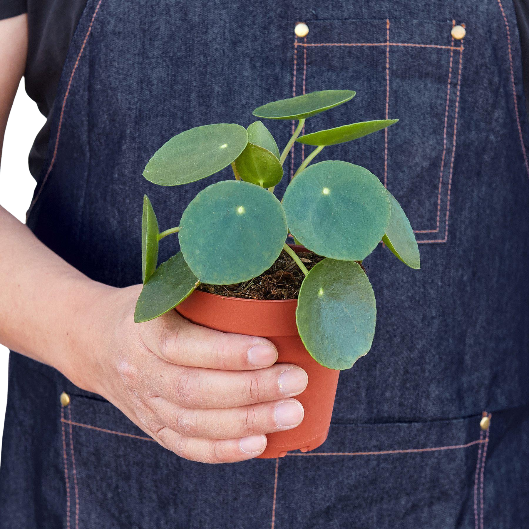 Pilea Peperomioides 'Chinese Money' - photo 4