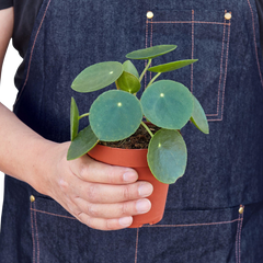 Pilea Peperomioides 'Chinese Money' - photo 4
