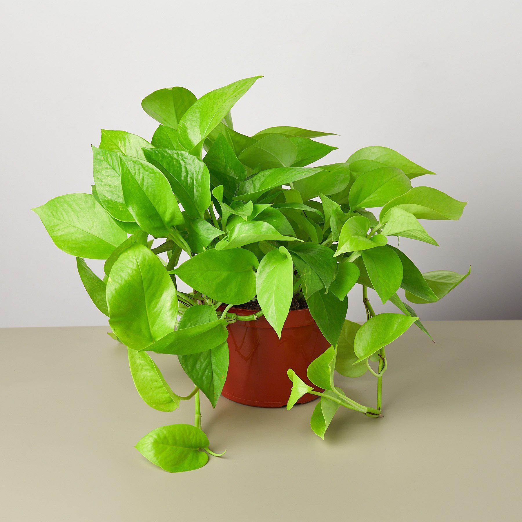 Pothos 'Neon' - photo 3