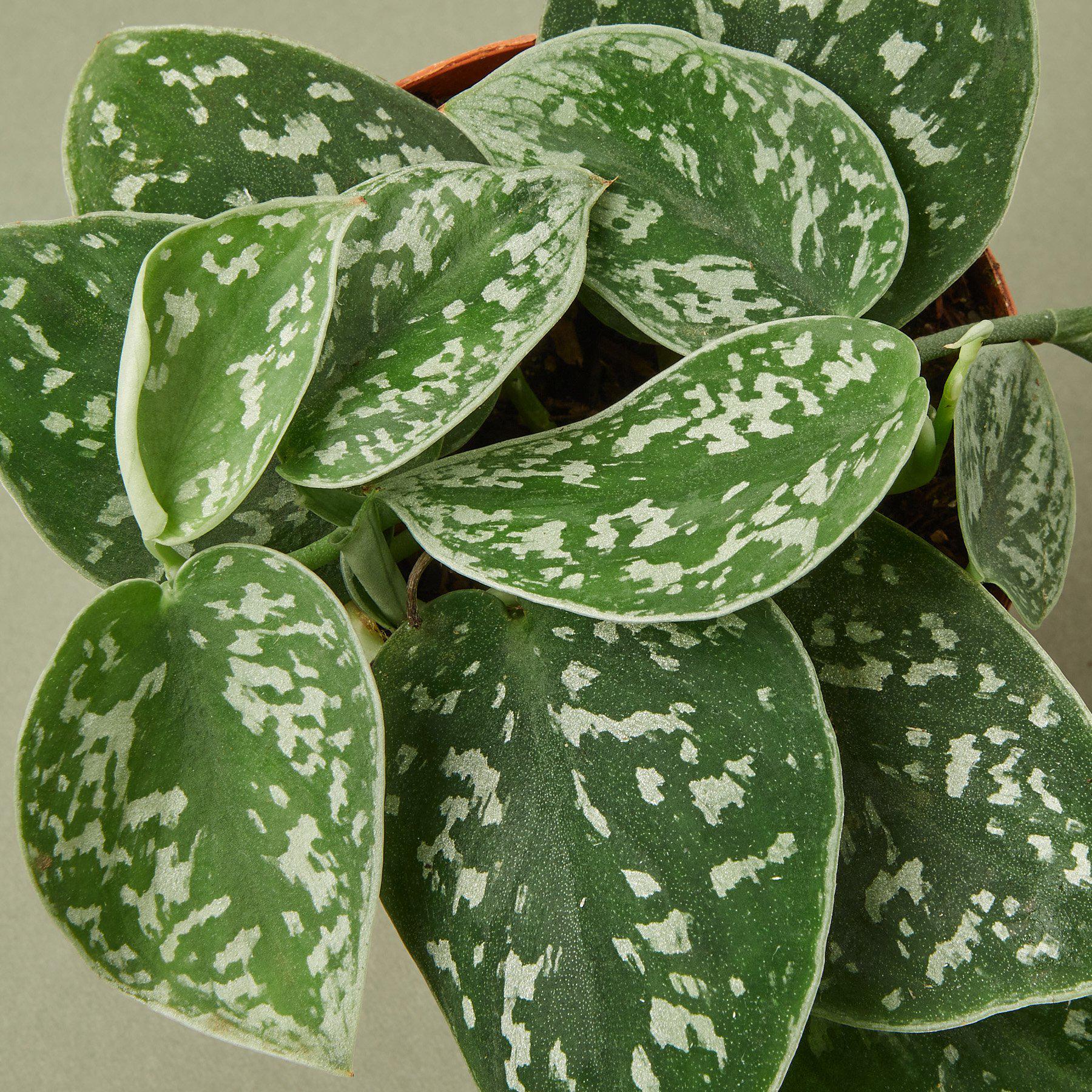 Pothos 'Satin' - photo 2