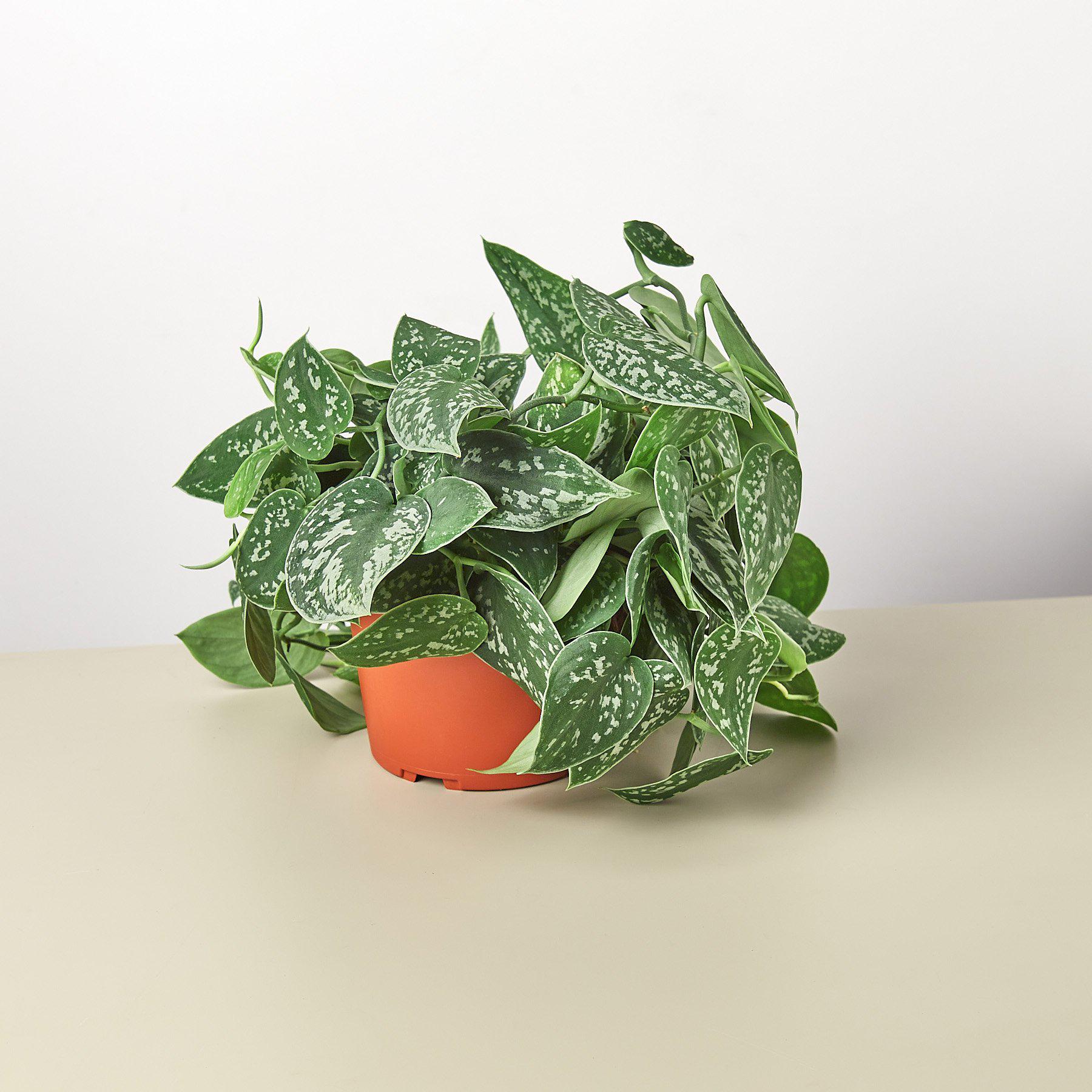 Pothos 'Satin' - photo 4