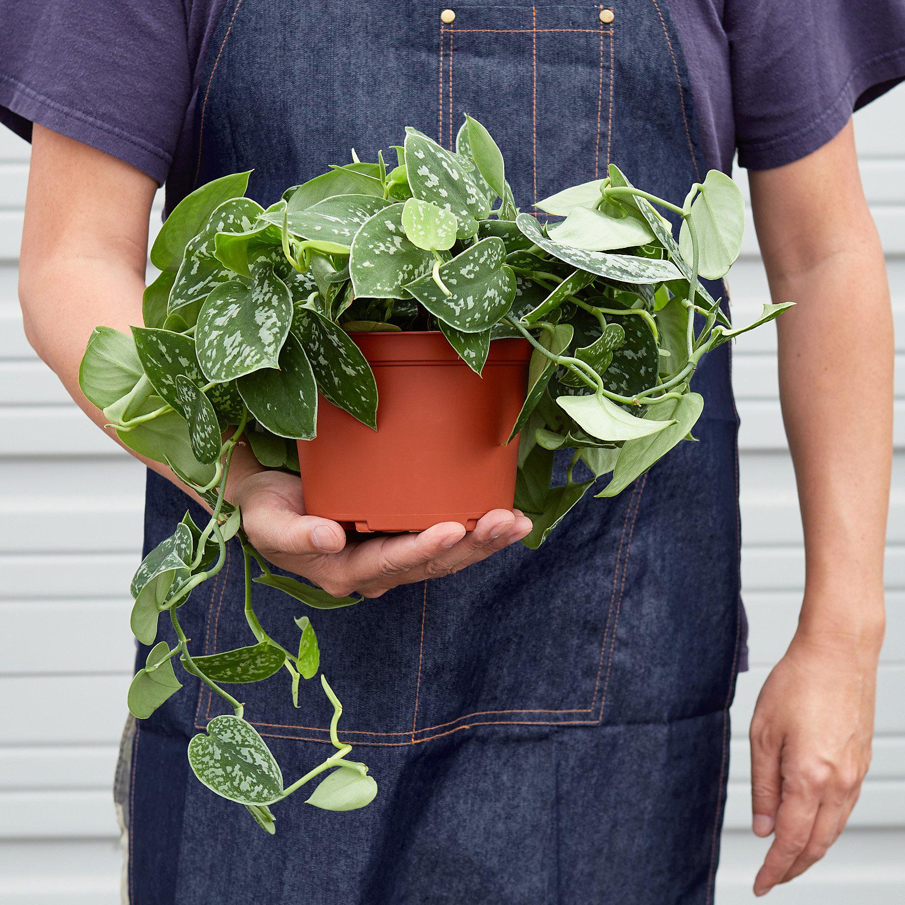 Pothos 'Satin' - photo 5
