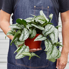 Pothos 'Silver Splash' - photo 3
