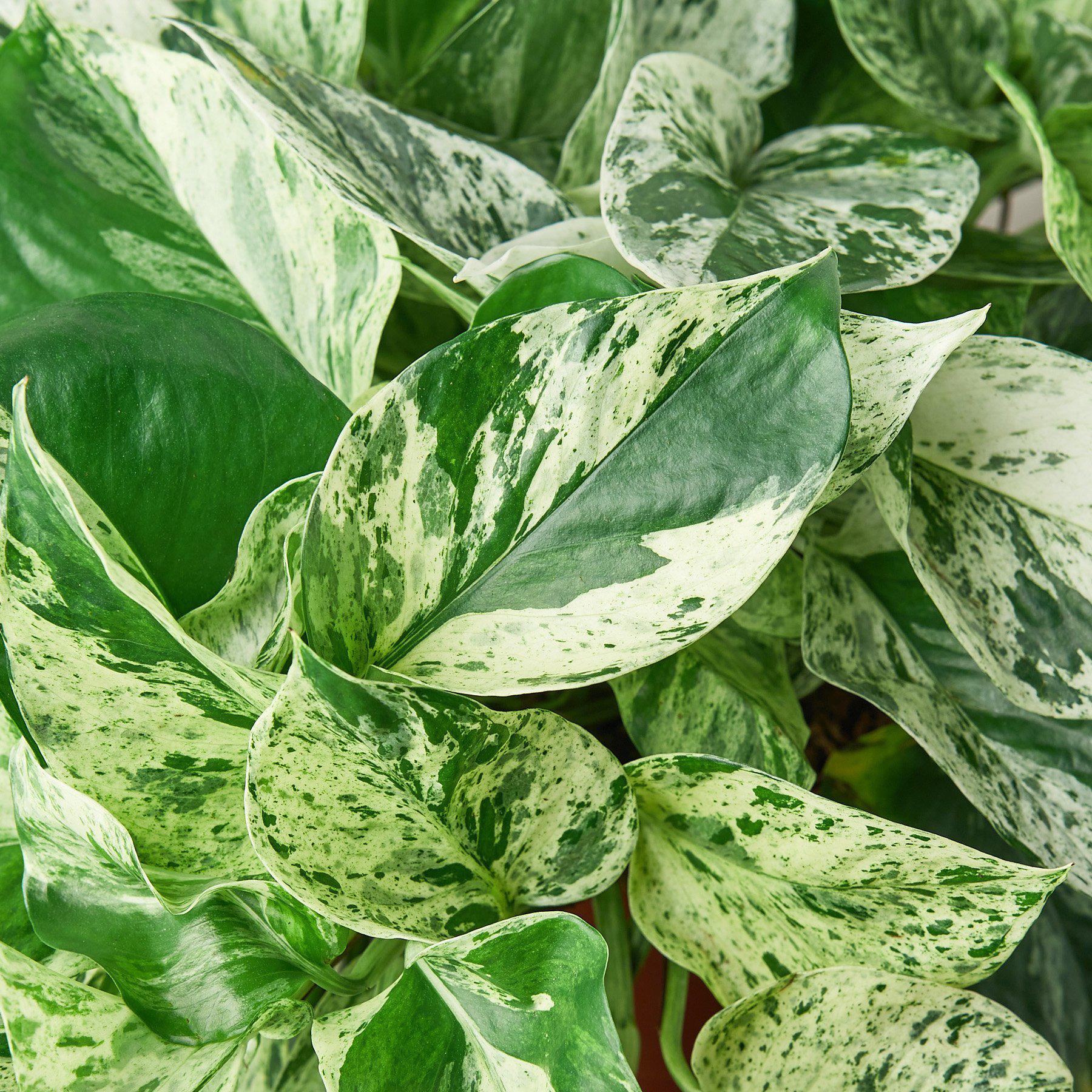 Pothos 'Marble Queen' - photo 5