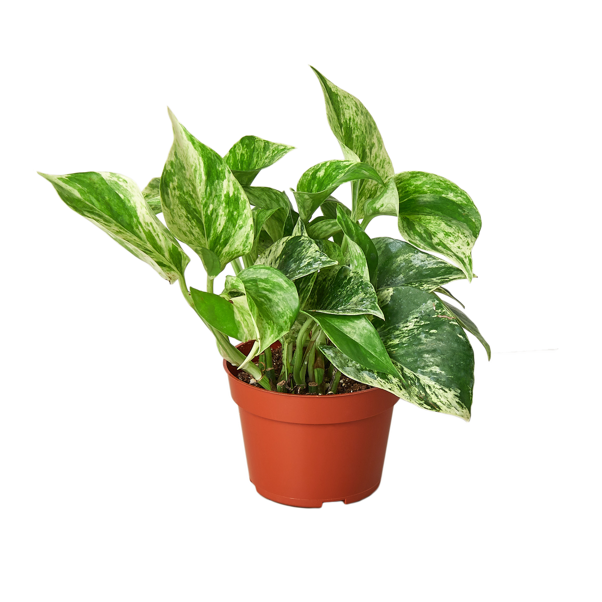 Pothos 'Marble Queen' live houseplant