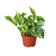 Pothos 'Marble Queen' live houseplant