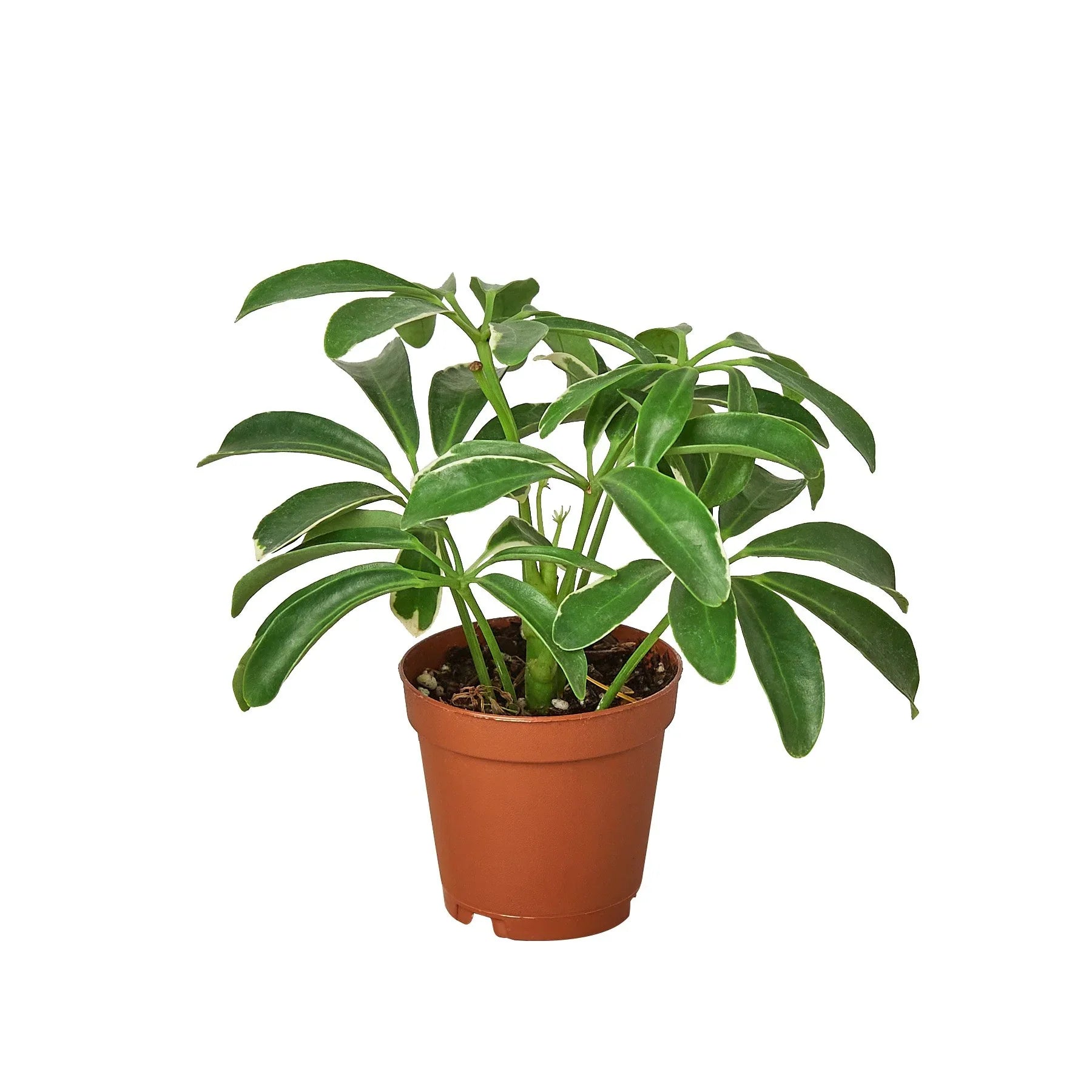 Schefflera Arboricola 'Umbrella' - photo 3