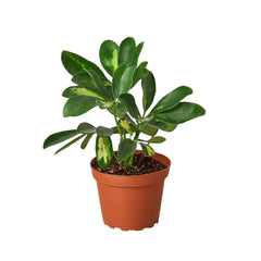 Schefflera Variegated live houseplant