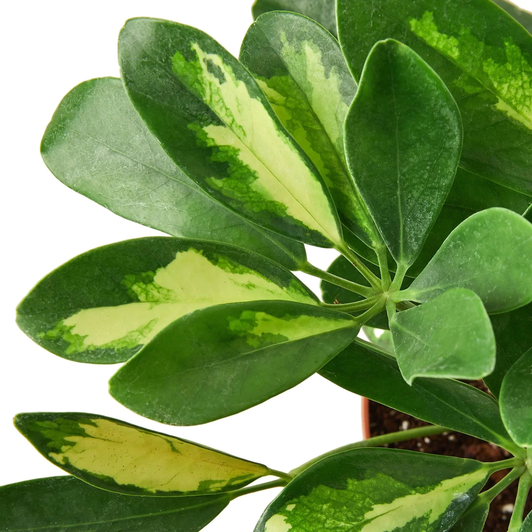 Schefflera Variegated - photo 2